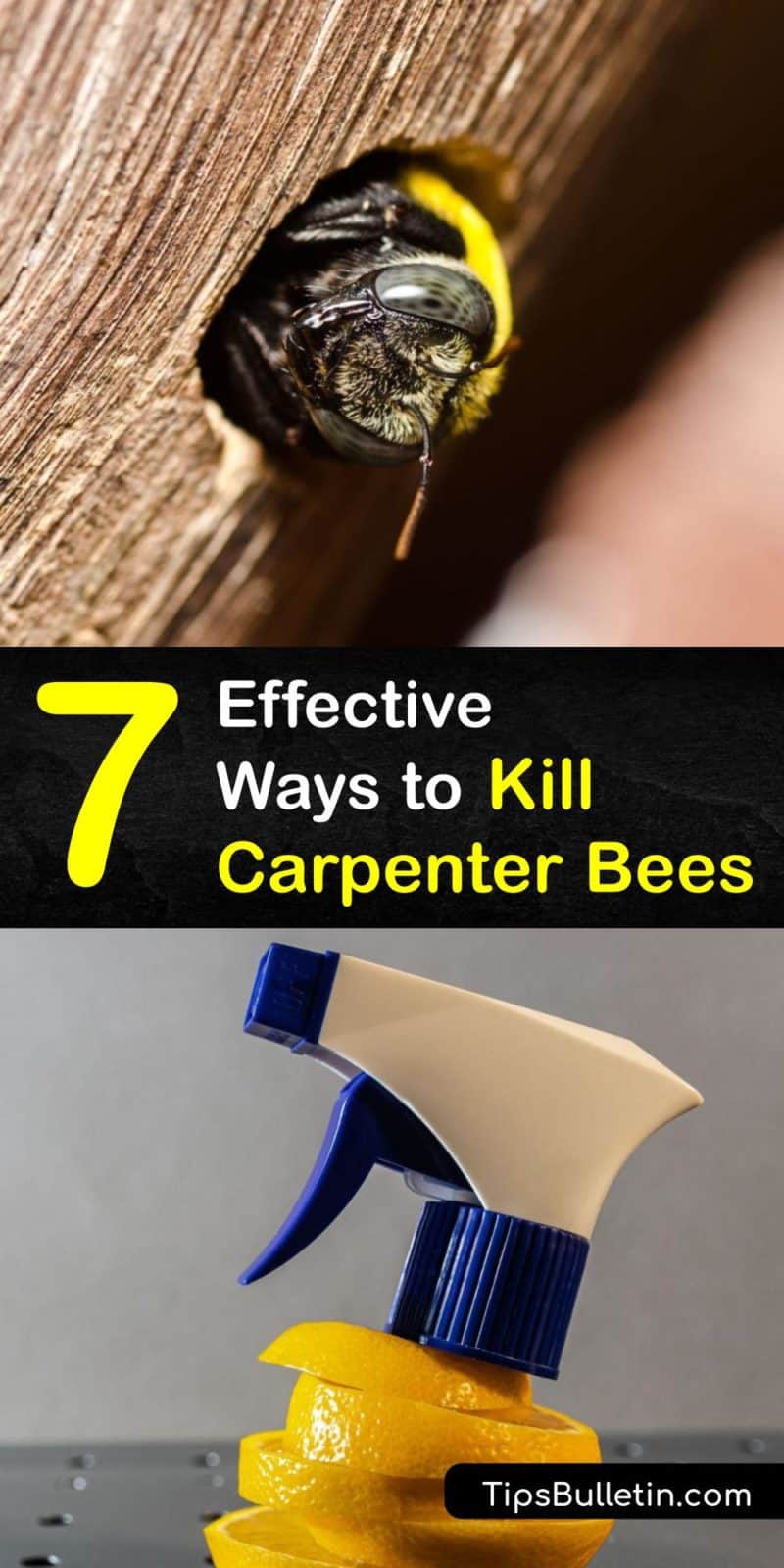 no kill bee removal near me