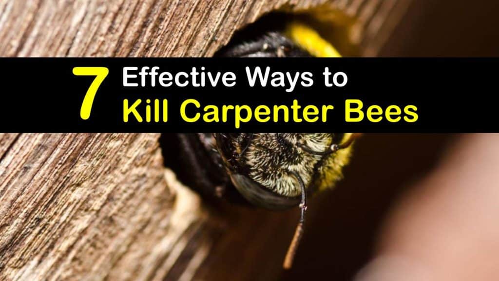 How to Kill Carpenter Bees titleimg1
