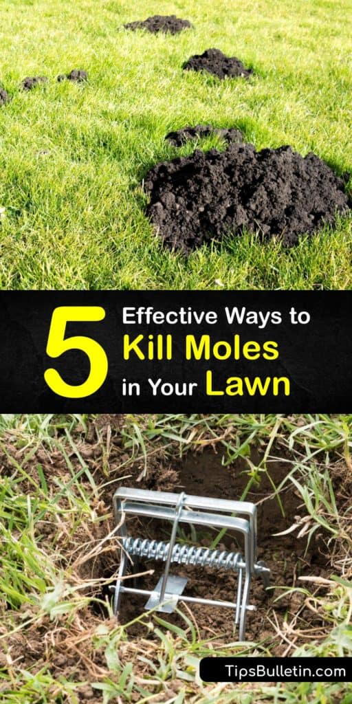 Learn how to get rid of moles in your garden and yard by using a mole trap, homemade mole killer, and preventative methods. These critters ruin lawns by tunneling in search of a food source such as earthworms and it’s essential to take measures to stop mole activity. #howto #getridof #moles #lawn