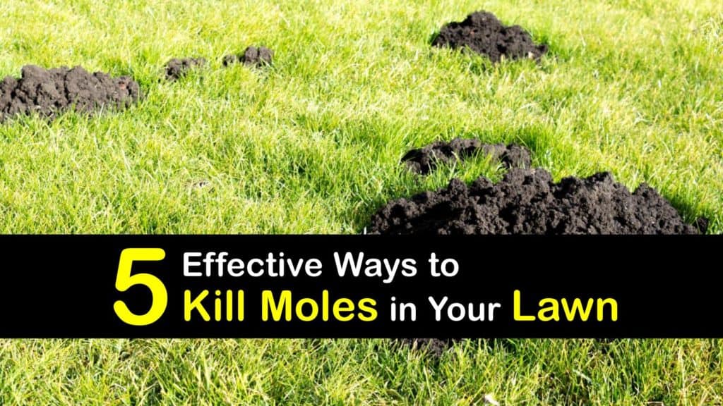 How to Kill Moles in Your Lawn titleimg1