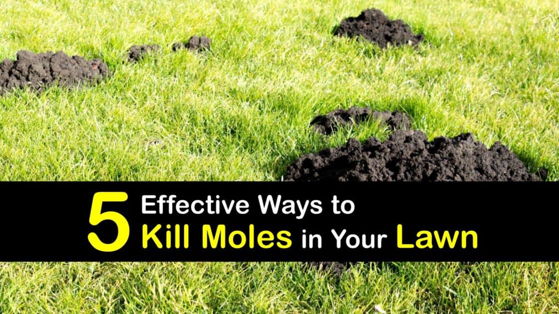 5 Effective Ways to Kill Moles in Your Lawn