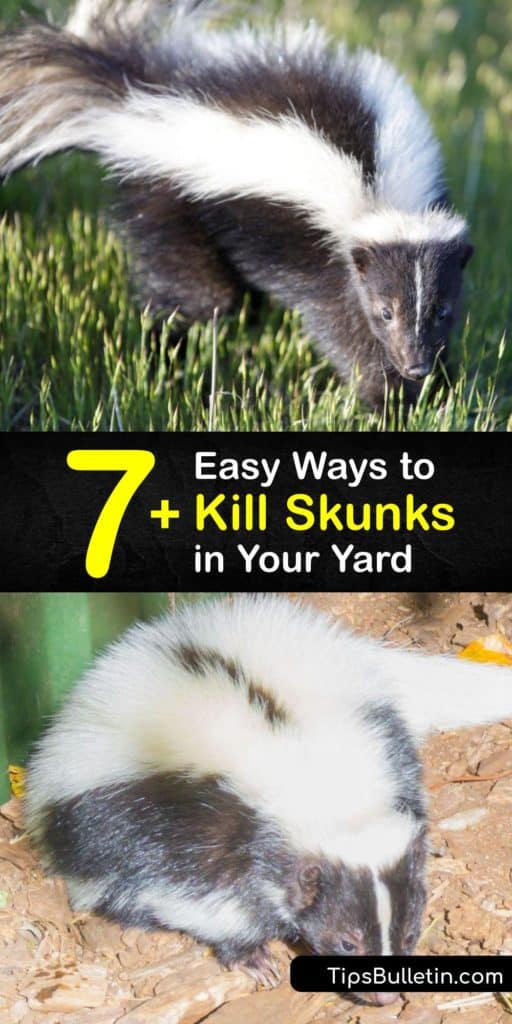 If you have spotted skunks or raccoons in your crawl spaces or lawn, set a cage trap to catch them. Call animal control to dispose of the wild animal safely. Skunks prefer lawns to search for food sources like grubs. #howto #getridof #skunks #yard
