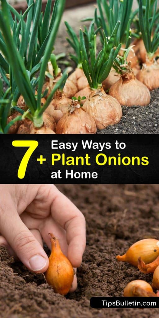 onion shelf life onion shelf life