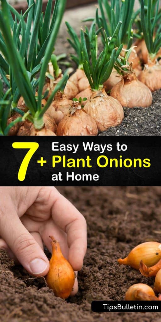 Discover how to plant short-day and long-day onions in early spring from seeds, onion sets, and scraps and enjoy a good harvest at the end of the growing season. Planting onions is easier than you think. #howto #plant #onions #growing