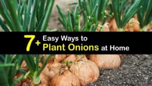 How to Plant Onions titleimg1