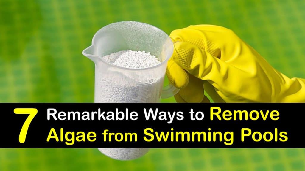 How to Remove Algae from a Swimming Pool titleimg1