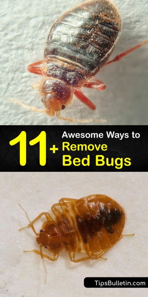 To implement a bed bug control plan, learn where they hide. Bed bugs crawl into crevices, your bed frame, box spring, and headboard. To treat a bed bug infestation and bed bug bites, utilize multi-dimensional products like essential oils. #howto #remove #bed #bugs