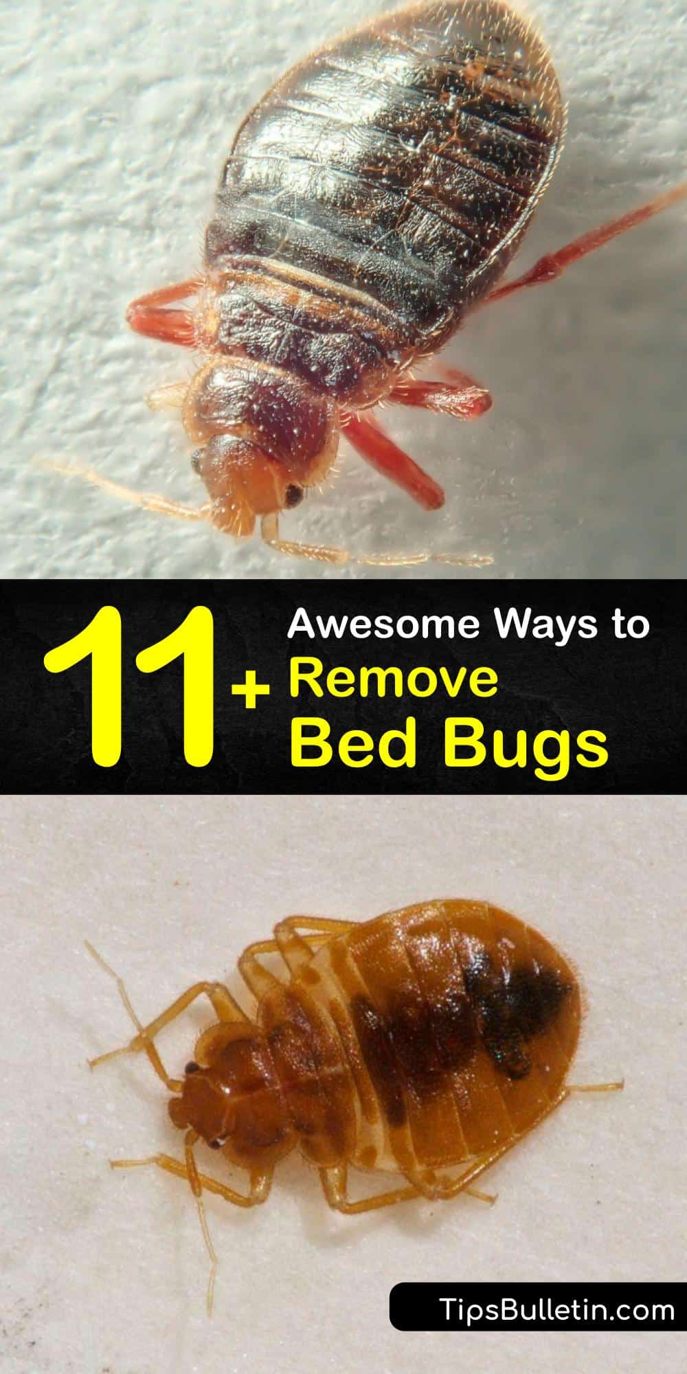 11 awesome ways to remove bed bugs