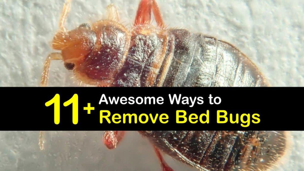 How to Remove Bed Bugs titleimg1