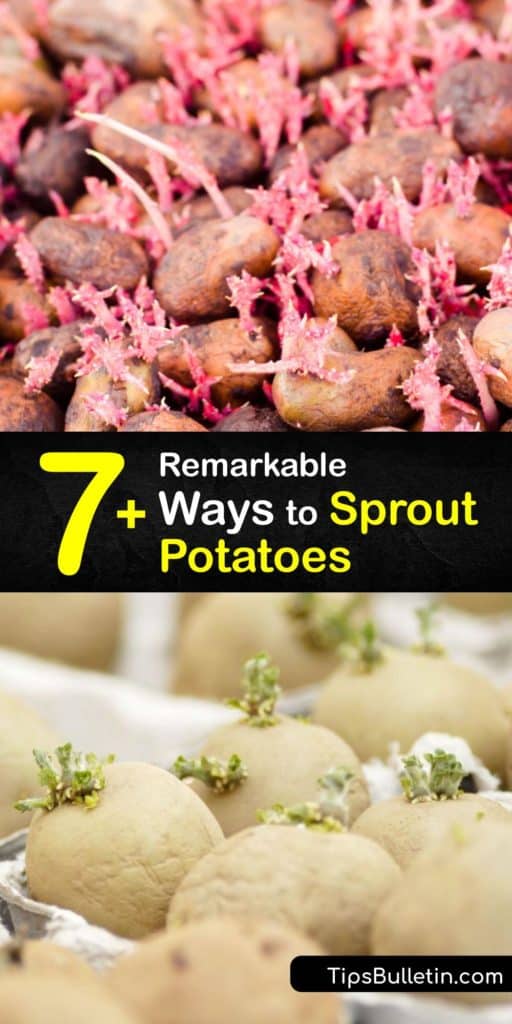 Discover how to get a head start when planting potatoes by chitting, or sprouting seed potatoes indoors. Growers enjoy an earlier harvest and less risk of pest and disease issues in early spring. Grow new potatoes via hilling, container planting, or in straw bales. #sprout #potatoes #howto