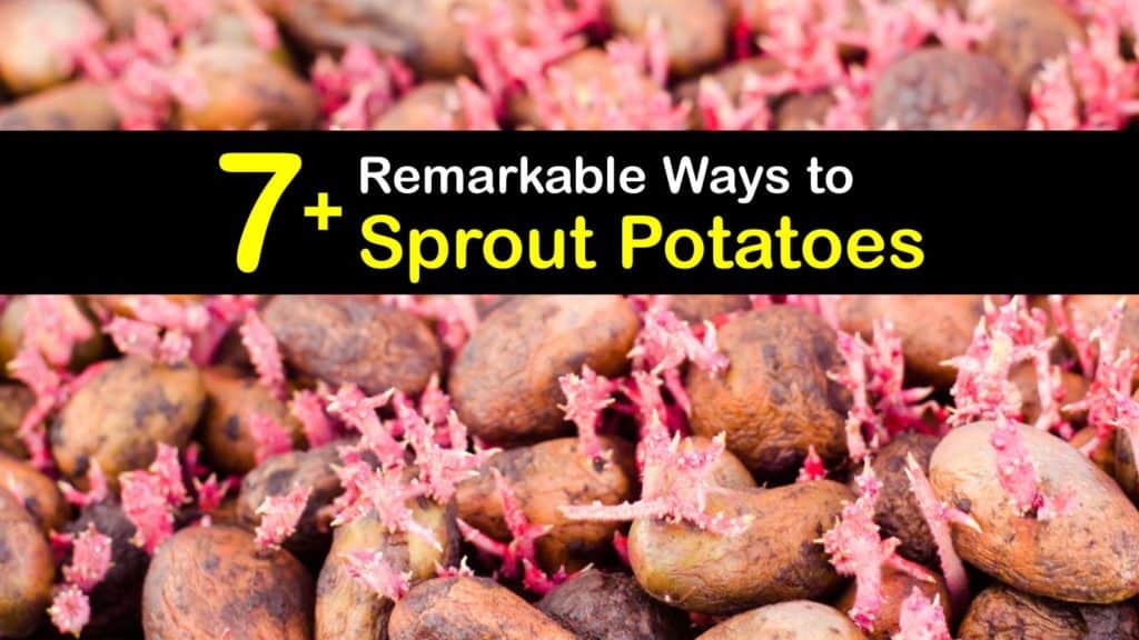 How to Sprout Potatoes titleimg1