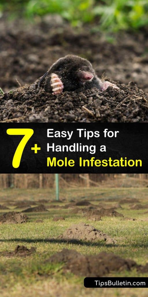 Rejoice in your hard work and dedication with these tips to stop a mole infestation. Homeowners use this advice to learn how to spot molehills and tunneling while eliminating the food source, setting mole traps, and spraying castor oil repellents to keep pests at bay. #stop #mole #infestation