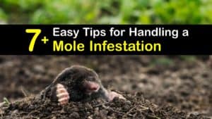 Mole Infestation titleimg1