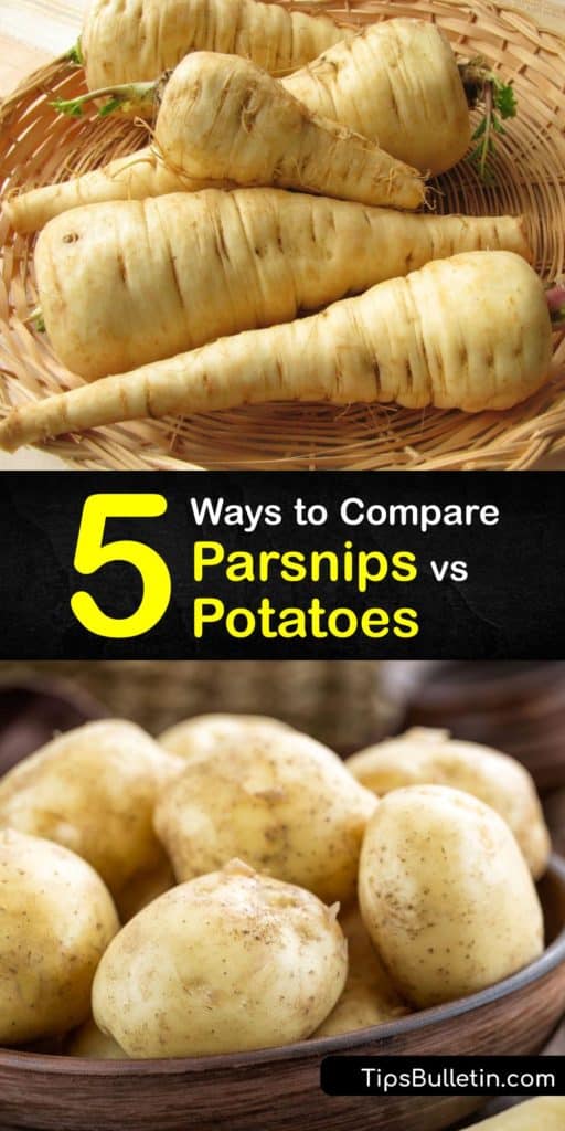 Gain significant health benefits and learn the difference between parsnips, potatoes, and turnips after reading this article. Discover how parsnips are packed with folate, vitamin C, and potassium compared to starchy potato dishes with lots of carbs that damage cholesterol. #parsnips #vs #potatoes