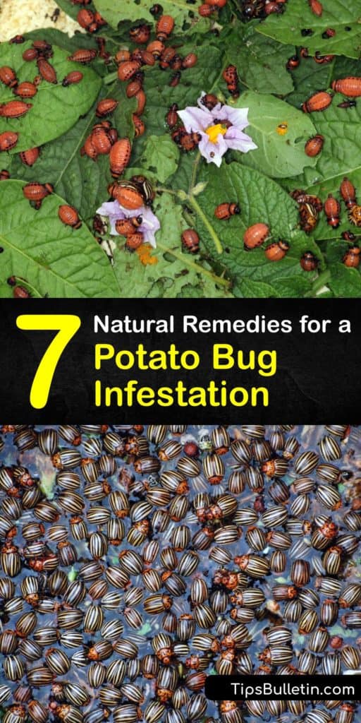 Learn how to kill and prevent pill bugs without having to call in pest control services. Large numbers of the Colorado potato beetle cause destruction in the garden and it’s vital to take action using a pesticide or diatomaceous earth to eliminate them. #getridof #potato #bugs #infestation