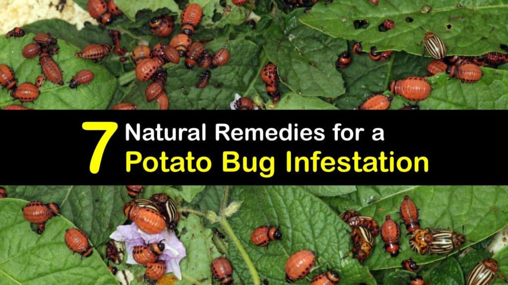 Potato Bug Infestation titleimg1