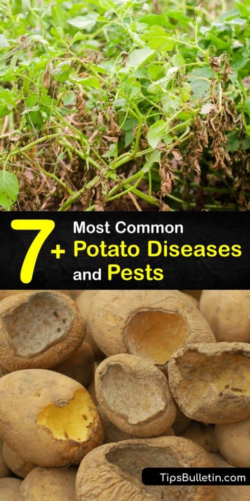 Learn how to protect potato plants from potato diseases with fungicides and prevent future problems. Lesions on infected tubers and foliage are signs of bacteria or fungal disease that affect potatoes, including soft rot, late blight, and black scurf. #potato #diseases #pests