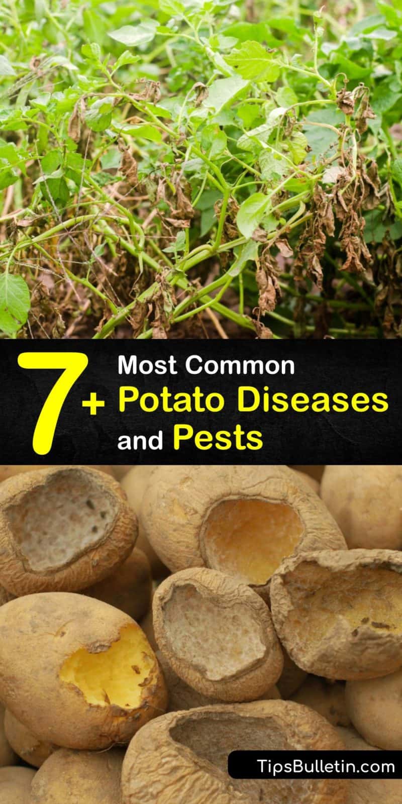 What is Wrong with My Potatoes Smart Ways to Identify Potato Problems