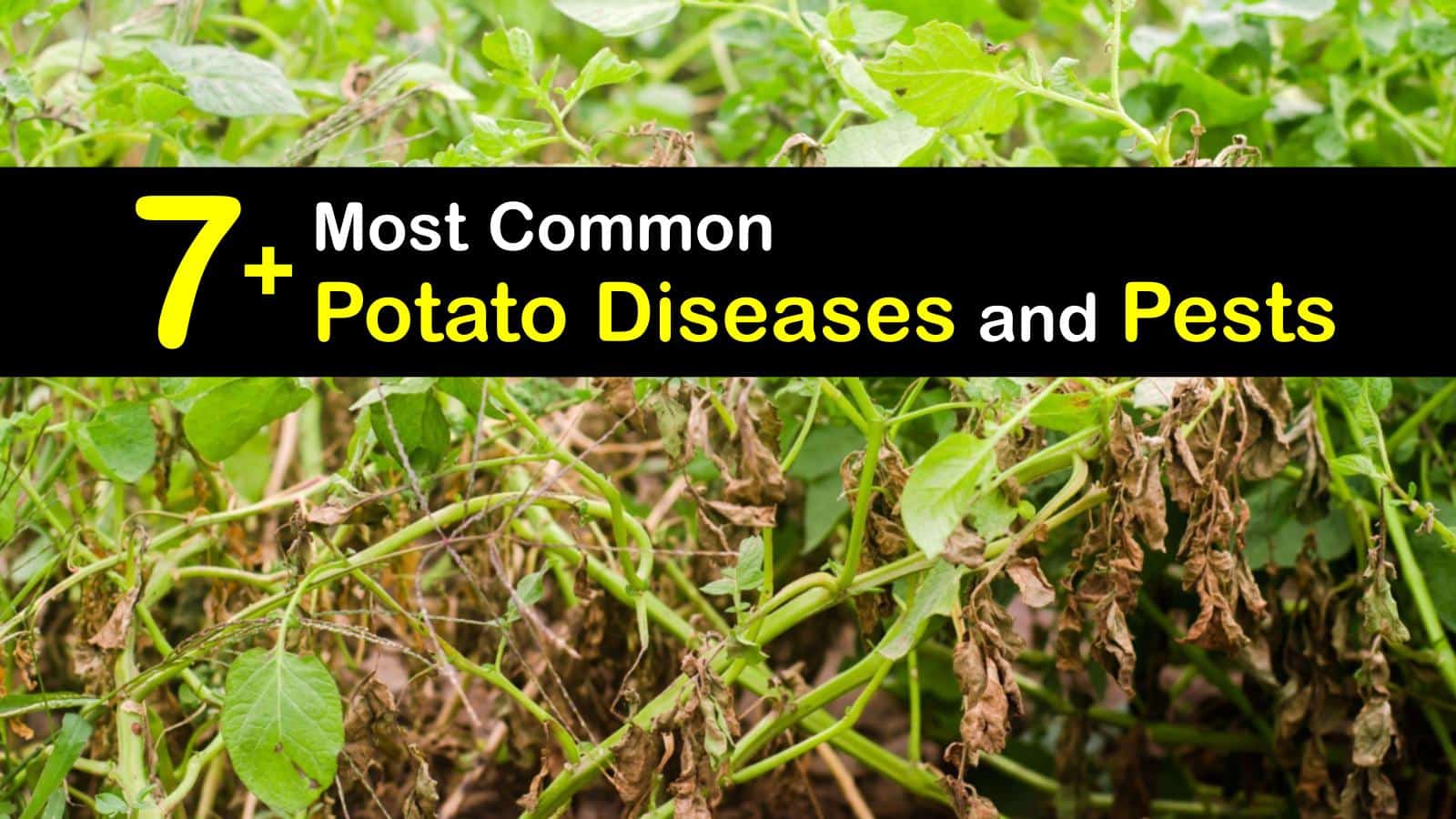 What is Wrong with My Potatoes Smart Ways to Identify Potato Problems