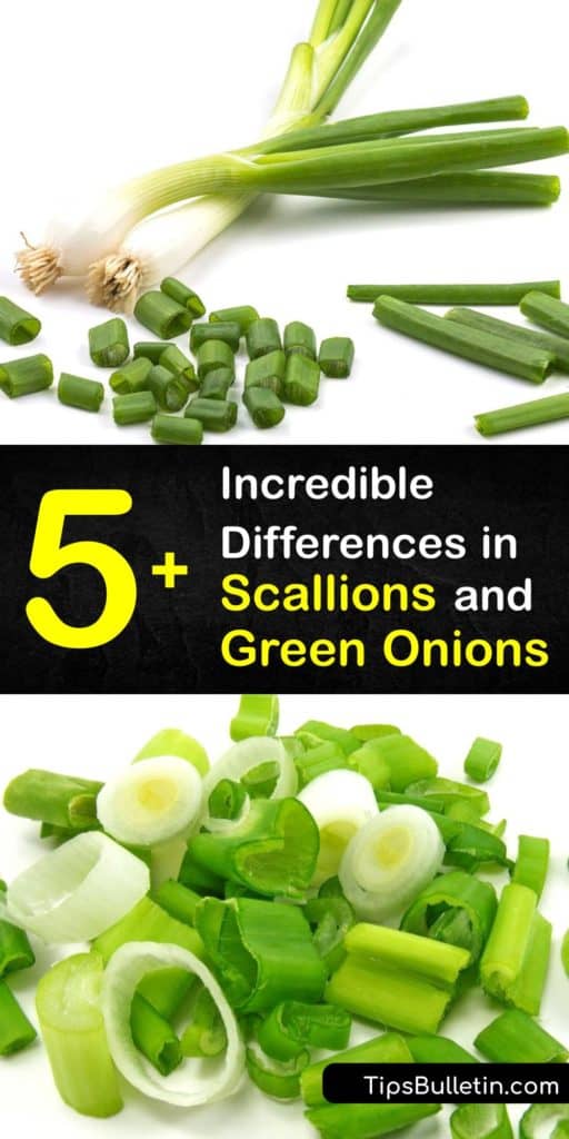 Discover the flavor and nutritional value of green onions vs scallions, and ways to use them in recipes. Chives, spring onions, leeks, green onions, and scallions are all popular ingredients in Asian cooking and a garnish for a variety of side dishes. #difference #scallions #green #onions