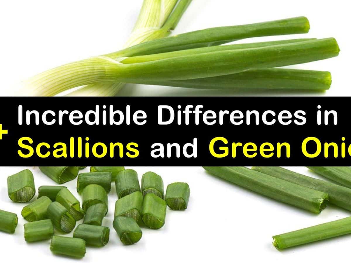 🆚What is the difference between scallion and green onion and