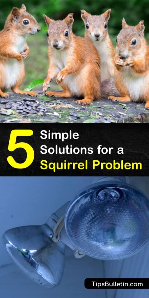 Learn how to get rid of squirrels in your crawl spaces and garden by using lights and daffodils. Squirrels find entry points in the eaves of your house and chew electrical wiring. If you have a squirrel problem, install wire mesh around your plants for pest control. #prevent #squirrel #problem