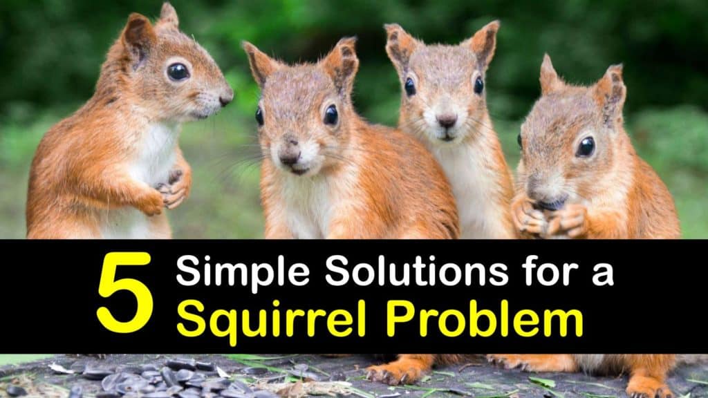 squirrel problem solving