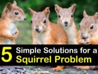 Squirrel Problem titleimg1