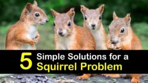 Squirrel Problem titleimg1