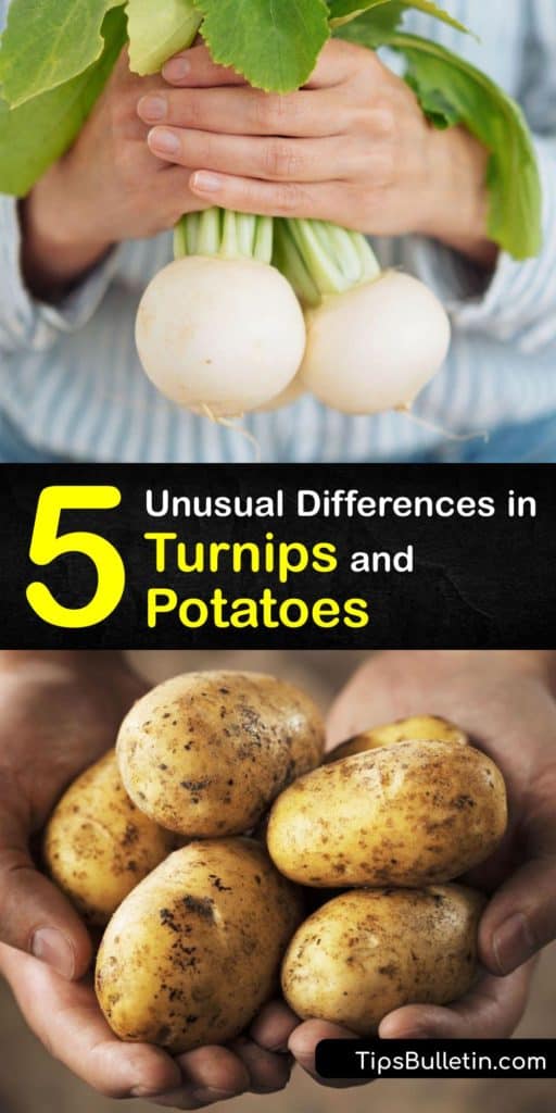 Learn the differences between turnips and potatoes, and how to substitute them in recipes. Both veggies are roots but turnips are higher in vitamin C, lower in carbs and a cup contains 1.2 grams of fiber, and potatoes are higher in potassium, folate, and starch. #turnips #potatoes #differences