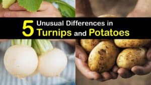 Turnips vs Potatoes titleimg1