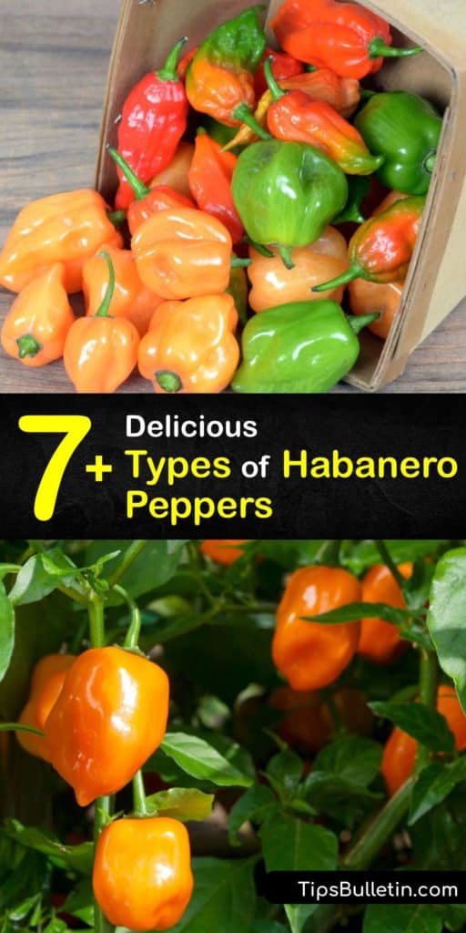 Discover why habaneros, or capsicum chinense, are some of the most popular hot peppers. Similar in flavor and heat level to Scotch Bonnet peppers and milder than a ghost pepper, habaneros are perfect for making chili pepper hot sauce. #habanero #varieties #hot #peppers