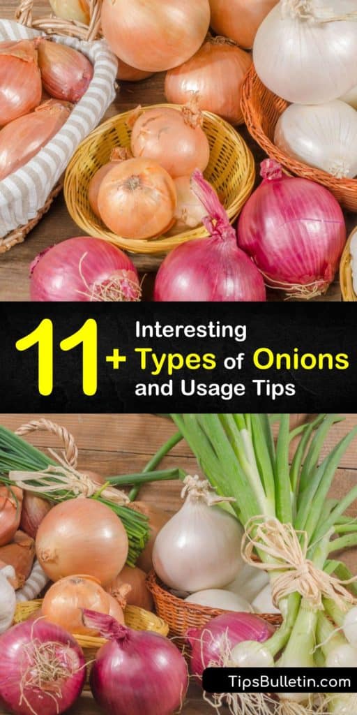 Scroll through this list of different types of onions from the allium family featuring scallions, leeks, Vidalia onions, and white onions, and learn how you can use them to make caramelized yellow onions or incorporate them into your favorite French recipe. #types #onions #varieties