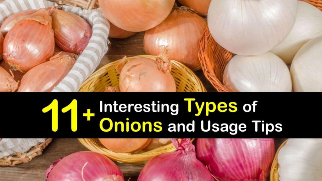 Types of Onions titleimg1