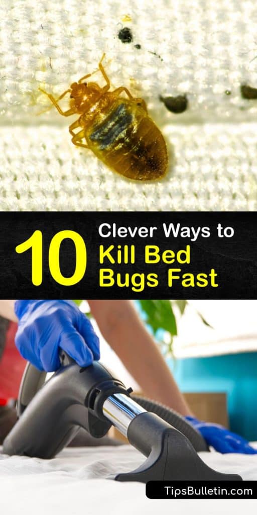 Learn how to treat a bed bug infestation quickly without calling an exterminator. Try vacuuming or using a steam cleaner on bed bug hiding places like the bed frame, box spring, and baseboards. If necessary, use pesticides or involve pest control. #bedbugs #fast #getridof