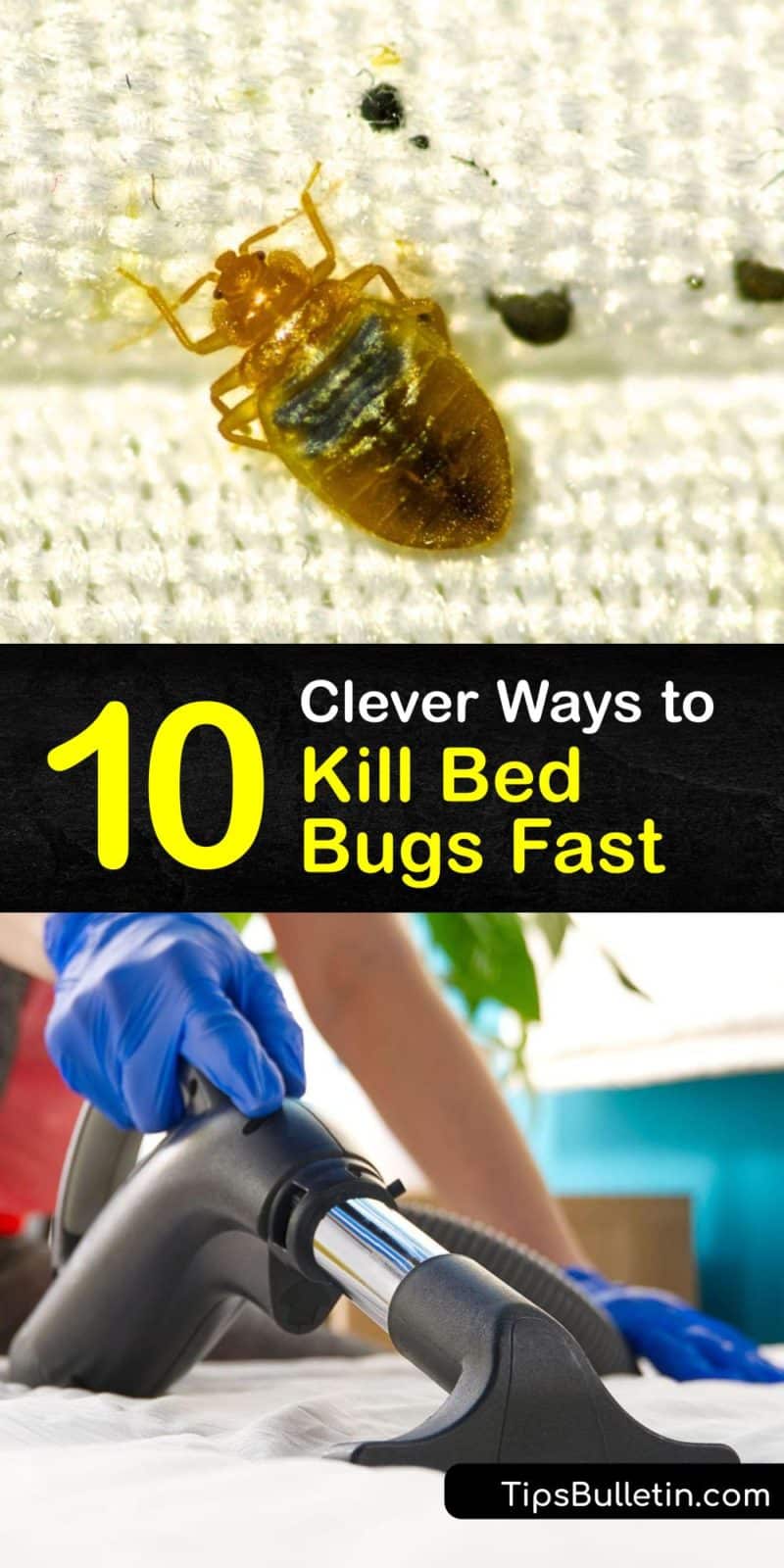 10 Clever Ways to Kill Bed Bugs Fast