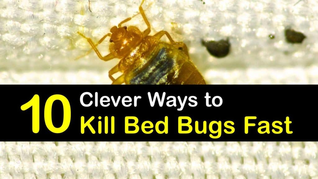 Ways to Kill Bed Bugs Fast titleimg1
