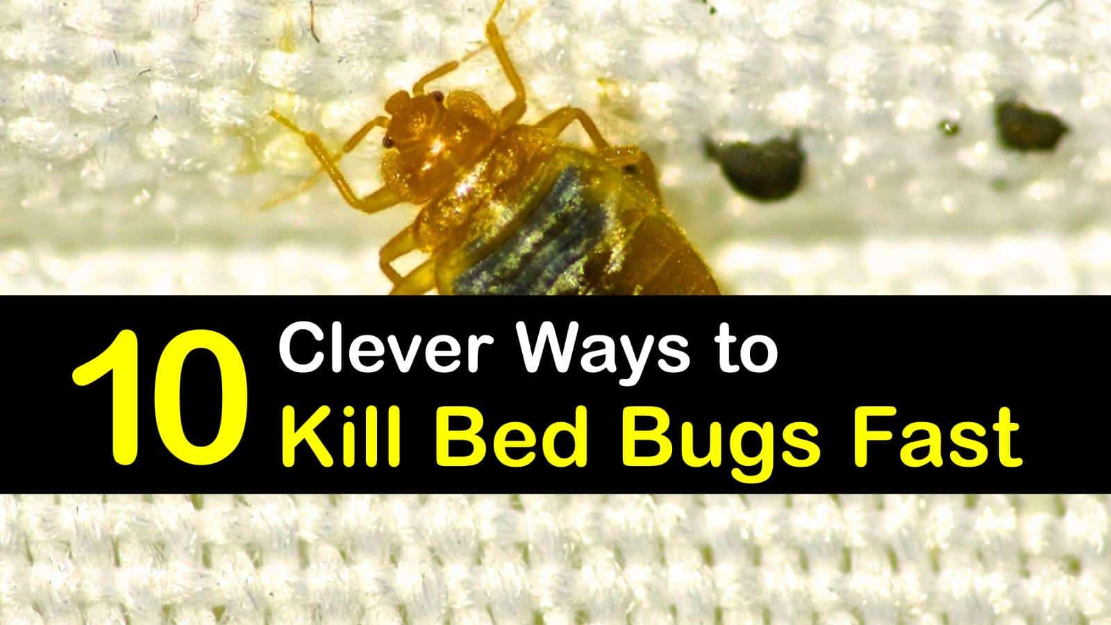 does ironing mattress kill bed bugs