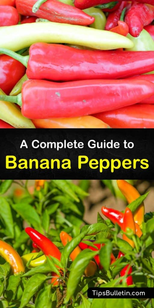 Learn the difference between chili pepper, bell peppers, pepperoncini, and banana peppers. As banana peppers ripen, they develop a tangy taste. Pickling Capsicum annuum foods is a way to preserve them. Pickled banana peppers taste delicious and stay fresh in storage. #banana #pepper #varieties