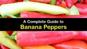 What are Banana Peppers titleimg1