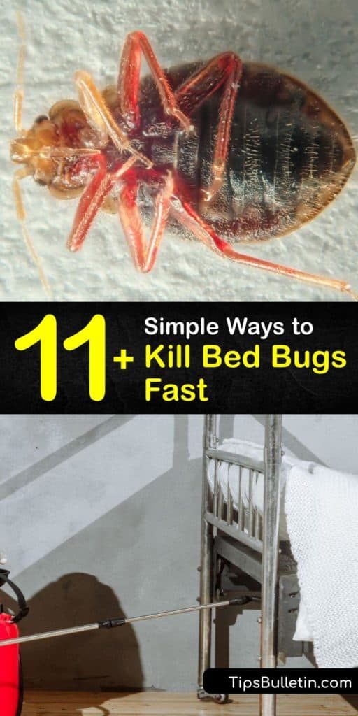 Instead of hiring pest control, learn DIY ways to kill bed bug adults and bed bug eggs. The insects hide in your bed frame, box spring, and baseboards. Using products like rubbing alcohol or diatomaceous earth instead of pesticides and insecticides kill bed bugs quickly. #howto #getridof #bedbugs