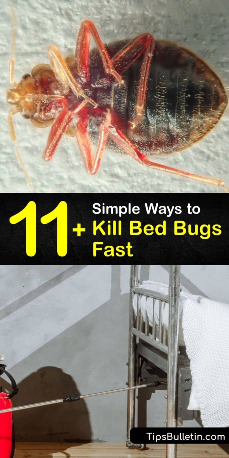 11+ Simple Ways to Kill Bed Bugs Fast