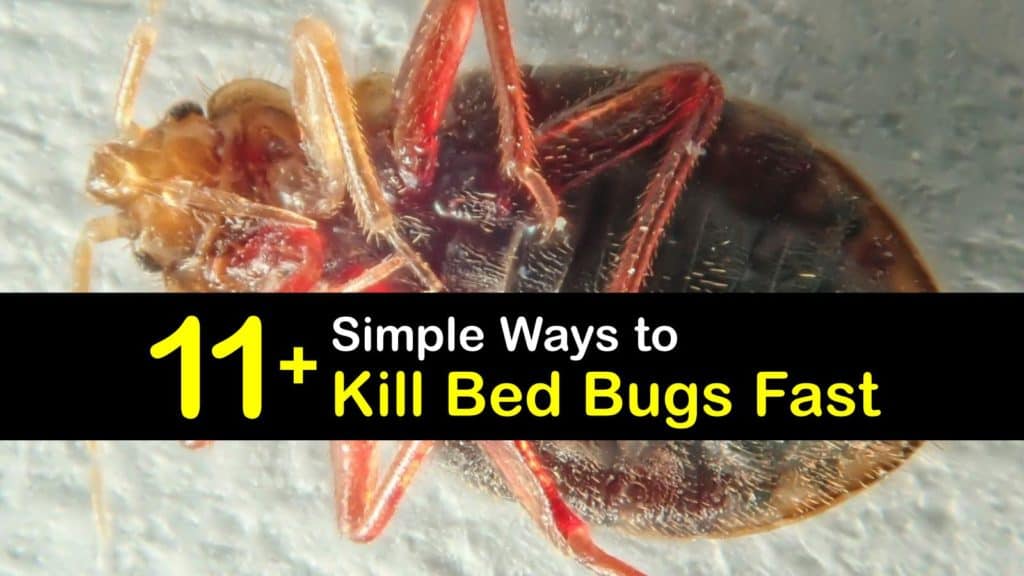 Bed Bug Exterminator