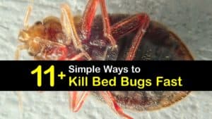 What Kills Bed Bugs Instantly titleimg1
