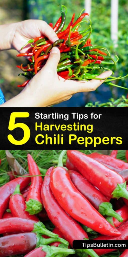 Harvest chili peppers and hot peppers like Serrano, Habanero, Bell peppers, and other chili plants using this guide for harvesting peppers at the perfect time. Follow the growing season timeline to manipulate the capsaicin and make your chilli peppers spicy. #harvest #chili #peppers