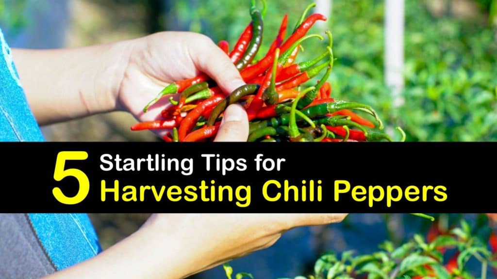When to Harvest Chili Peppers titleimg1