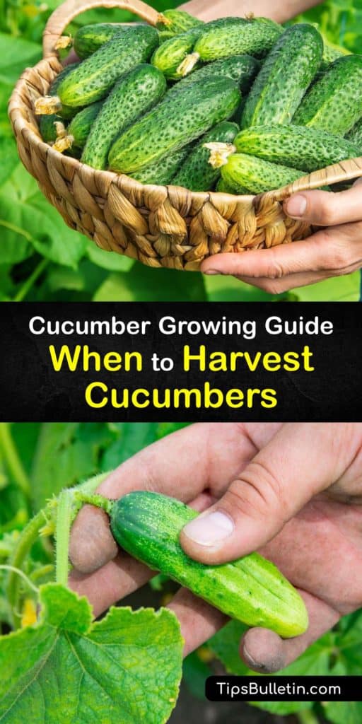 Learn how to grow and harvest all types of cucumbers, from pickling cucumbers to slicing cucumbers. Vining burpless cucumbers require a trellis and bush cucumbers take up less space, and both are good producers at the end of the growing season. #harvest #cucumbers 