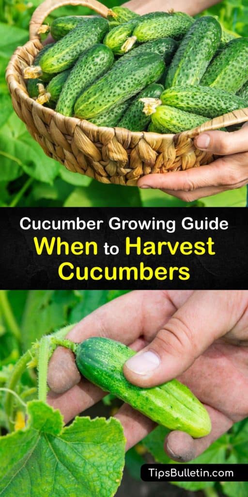 Learn how to grow and harvest all types of cucumbers, from pickling cucumbers to slicing cucumbers. Vining burpless cucumbers require a trellis and bush cucumbers take up less space, and both are good producers at the end of the growing season. #harvest #cucumbers