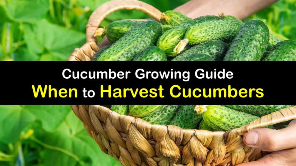 When to Harvest Cucumbers titleimg1