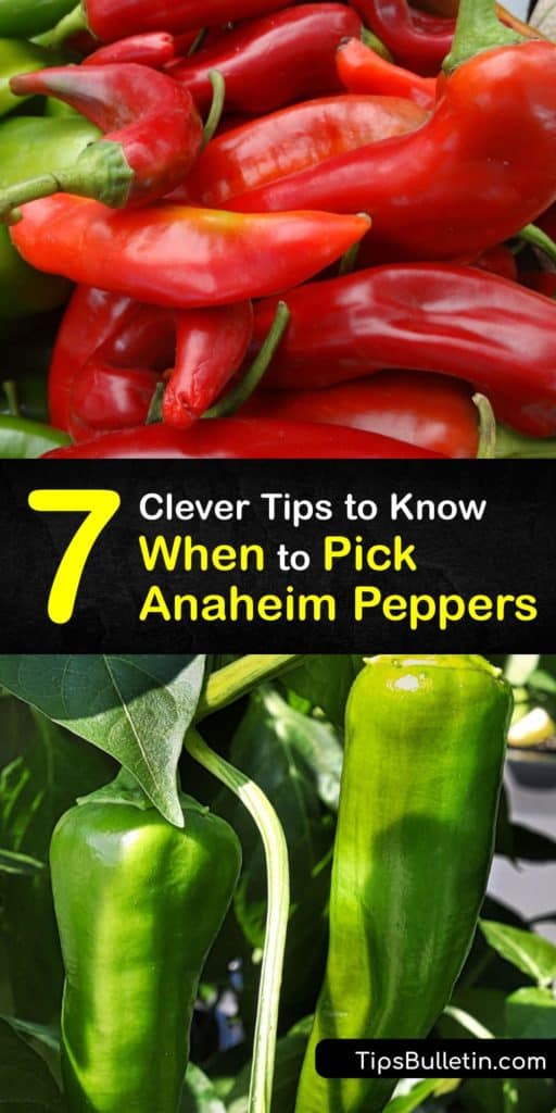 Alter the capsicum annuum Anaheim chili pepper during the growing season by understanding when to harvest them. Their pepper seeds fall between bell peppers and a cayenne hot pepper on the Scoville scale and are the best of all sweet peppers out there. #pick #anaheim #peppers